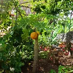 Catanho
