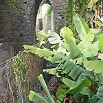 Catanho